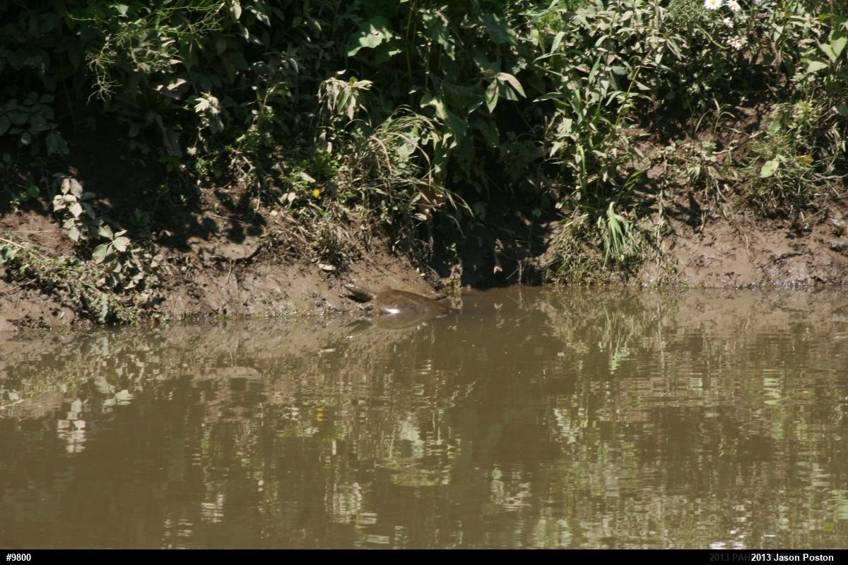 Eastern Spiny Softshell