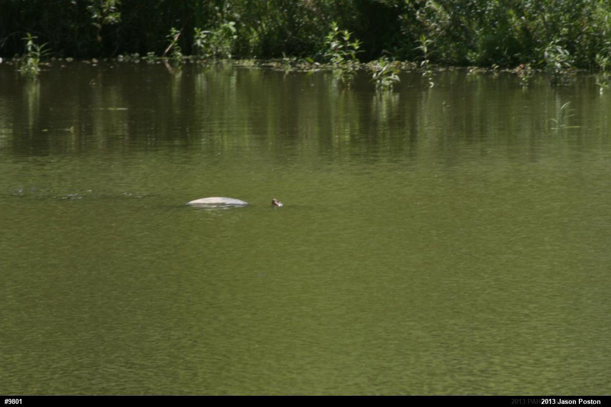 Snapping Turtle