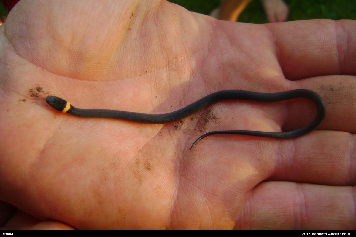 Northern Ring-necked Snake