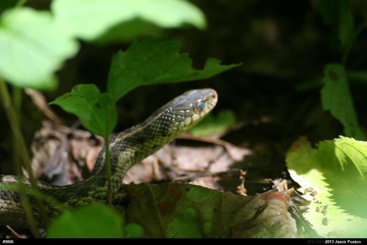 Eastern Gartersnake