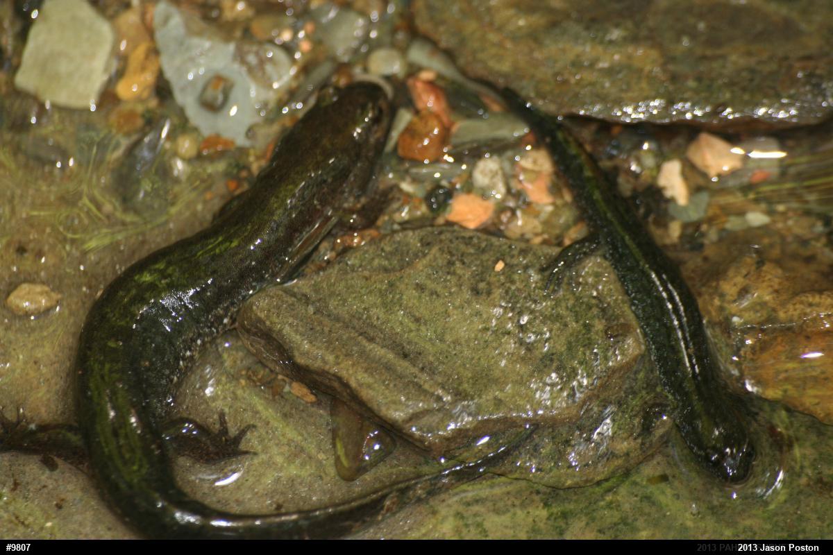 Northern Dusky Salamander