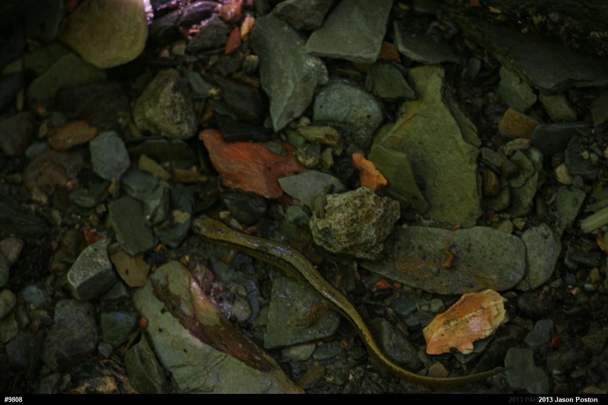 Northern Two-lined Salamander