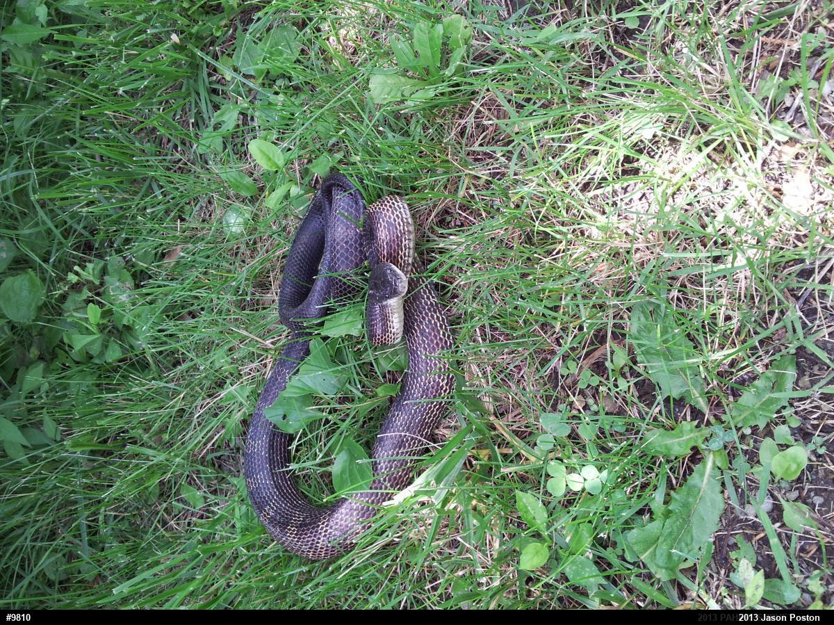Eastern Ratsnake