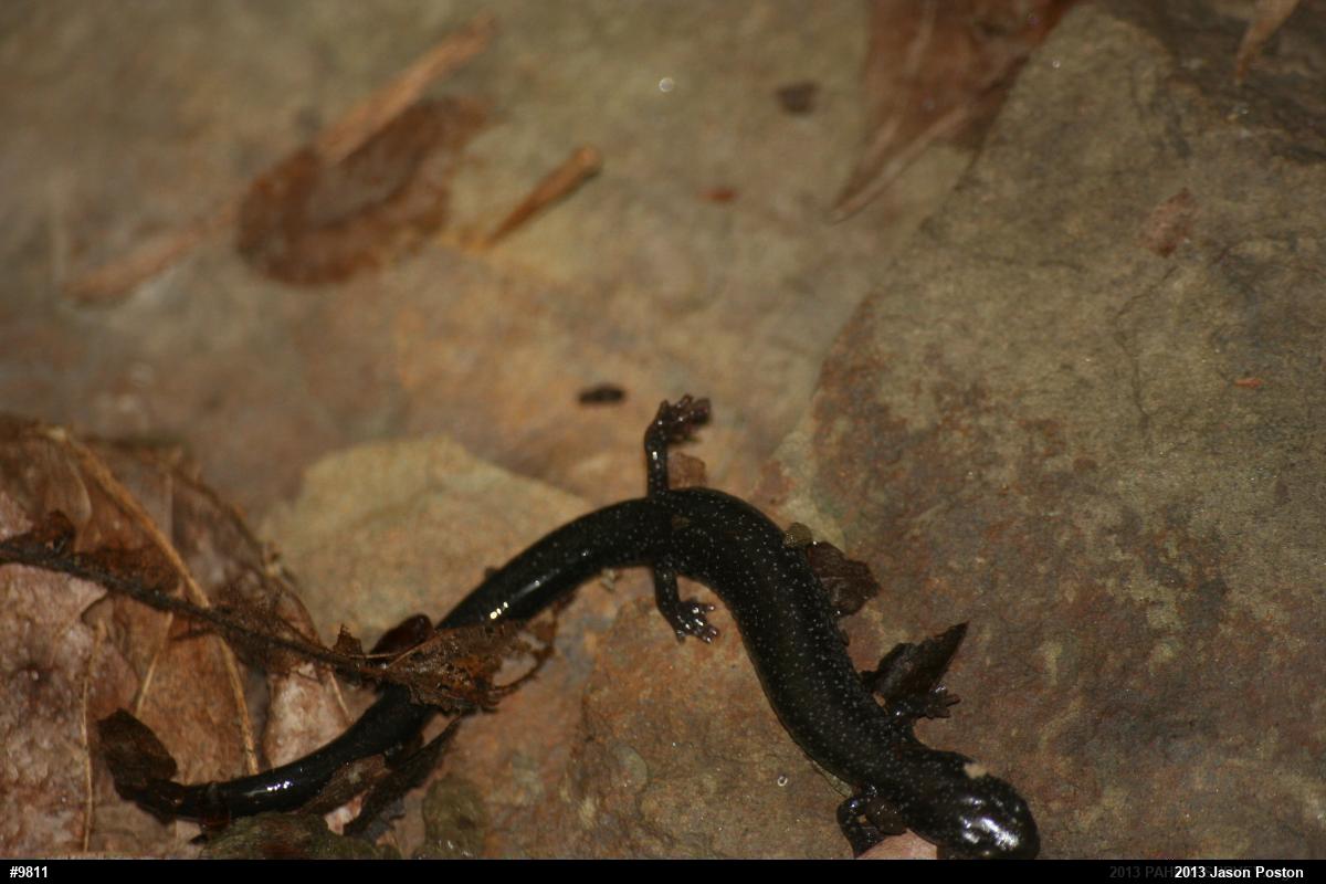 Northern Ravine Salamander