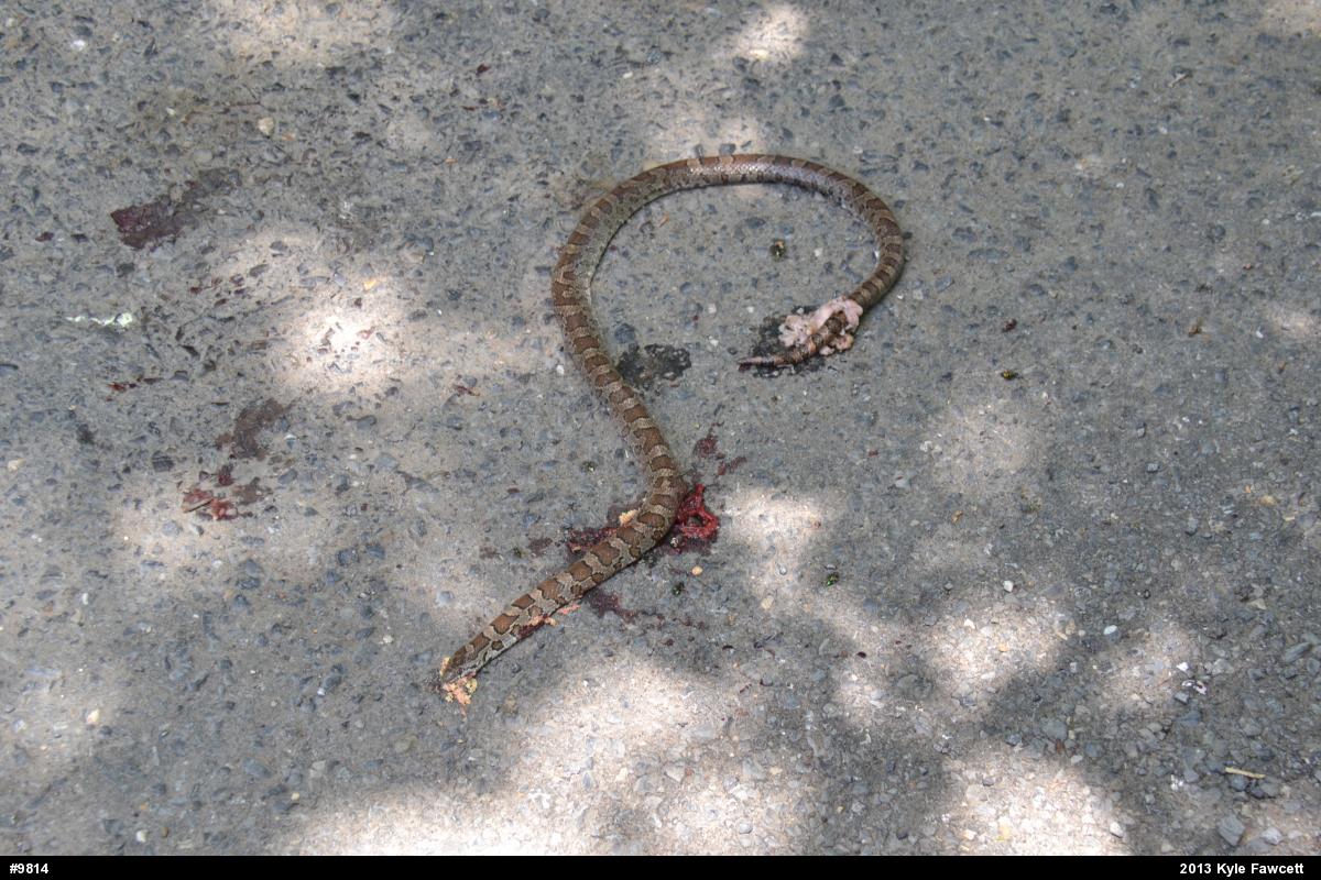 Eastern Milksnake