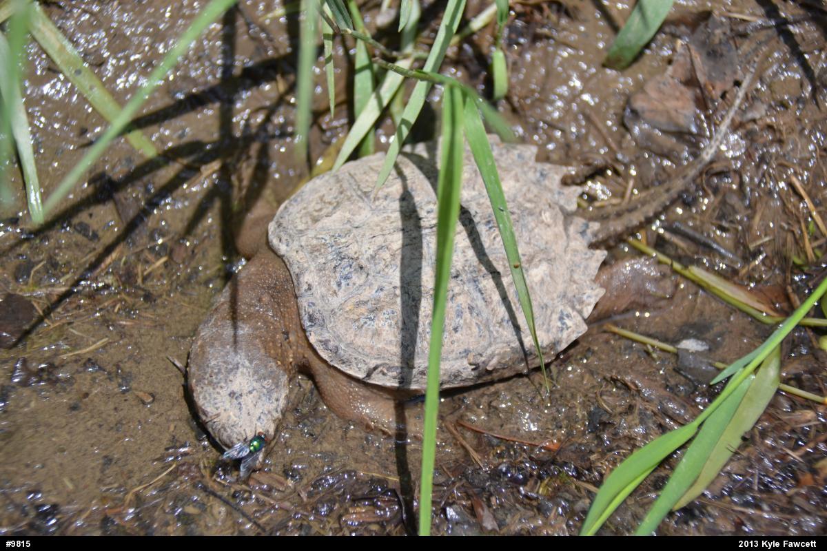 Snapping Turtle