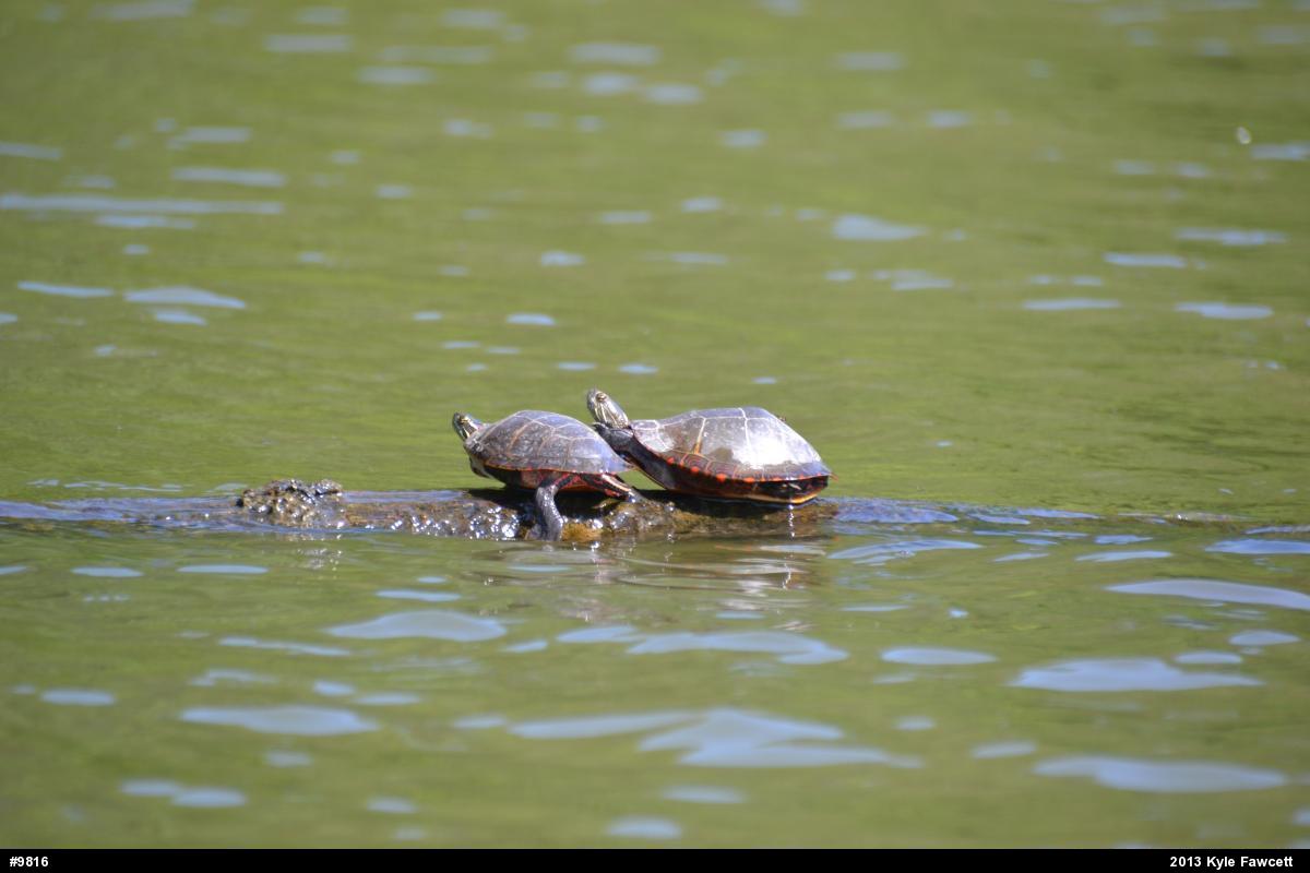 Eastern Painted Turtle