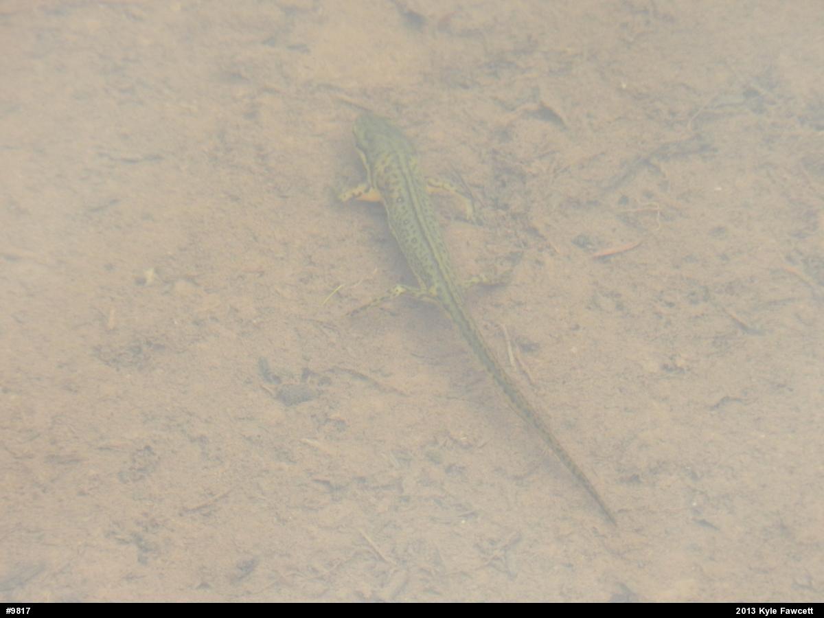 Red-spotted Newt