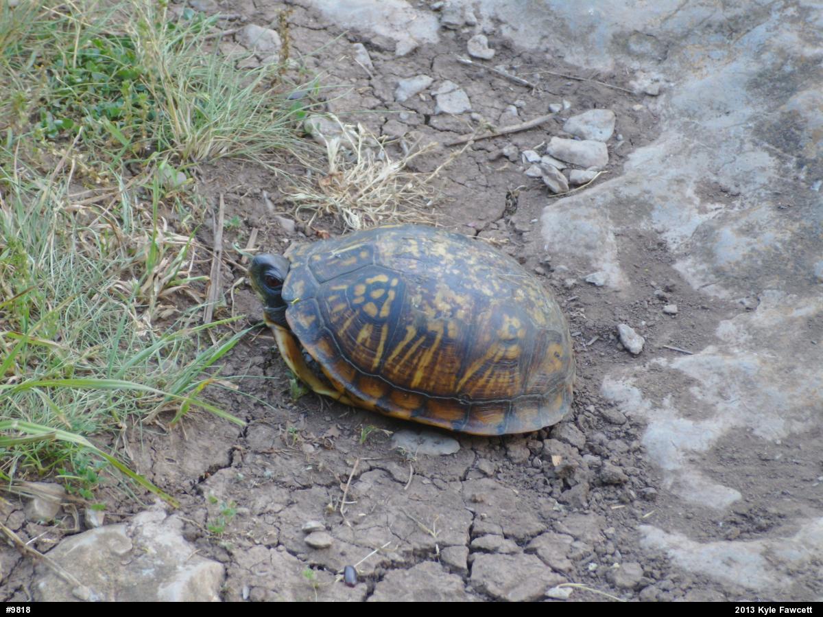 Eastern Box Turtle