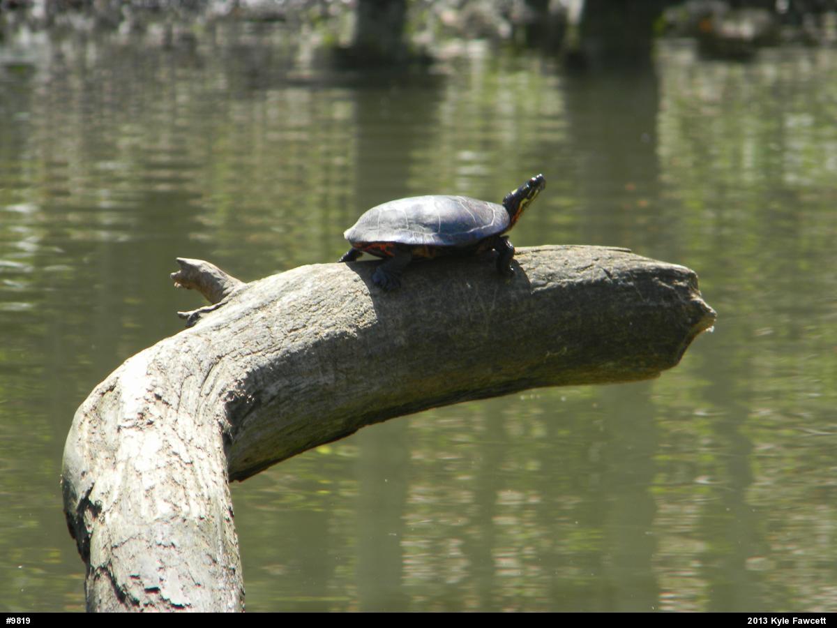 Painted Turtle