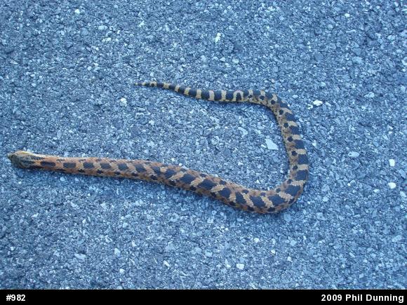 Eastern Hog-nosed Snake