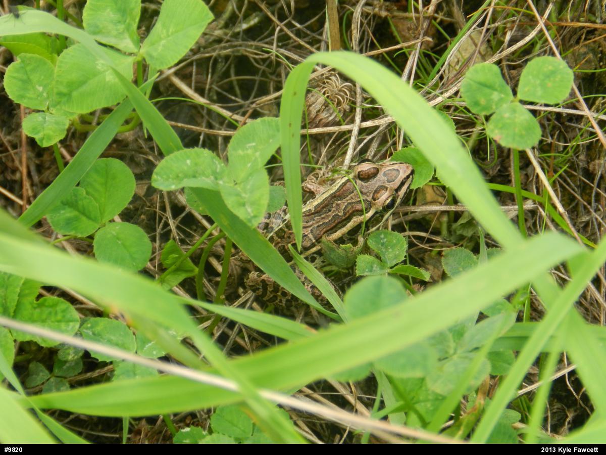 Pickerel Frog