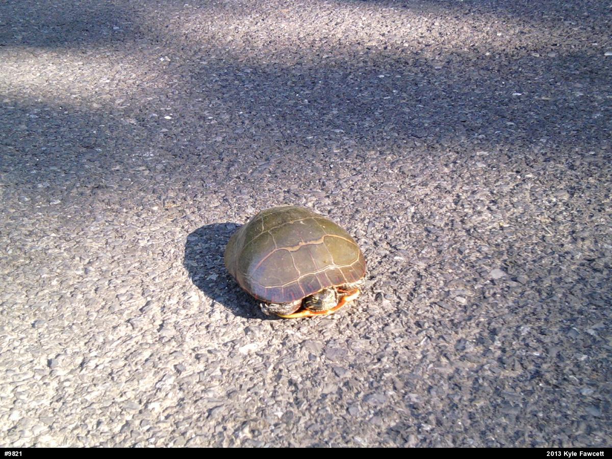 Eastern Painted Turtle