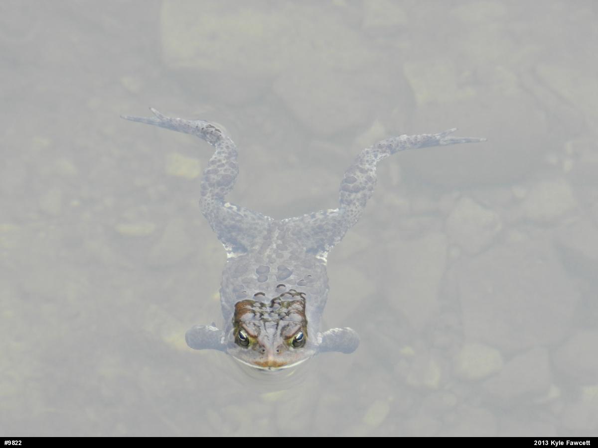 Eastern American Toad
