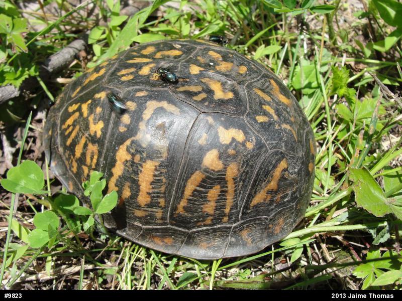 Eastern Box Turtle