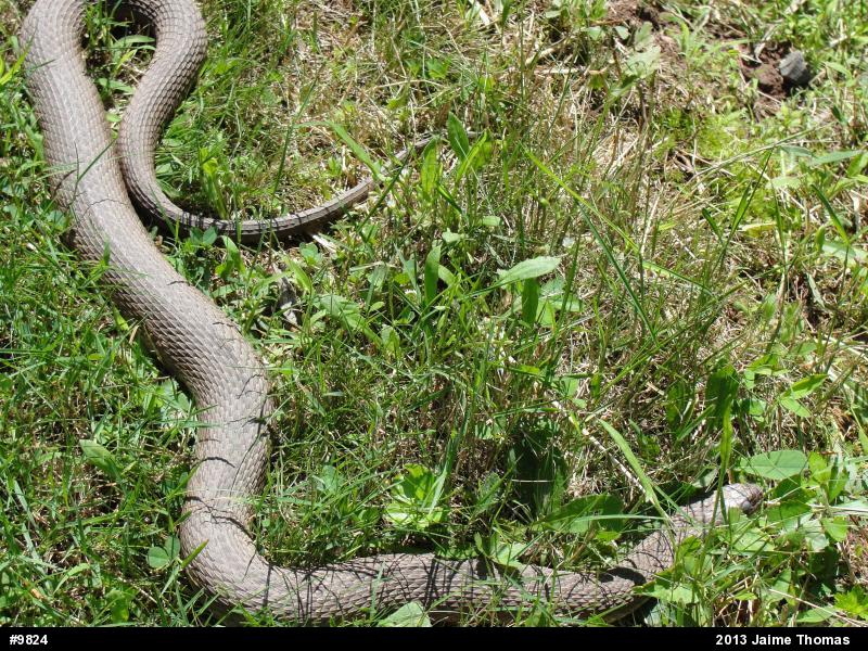 Northern Watersnake