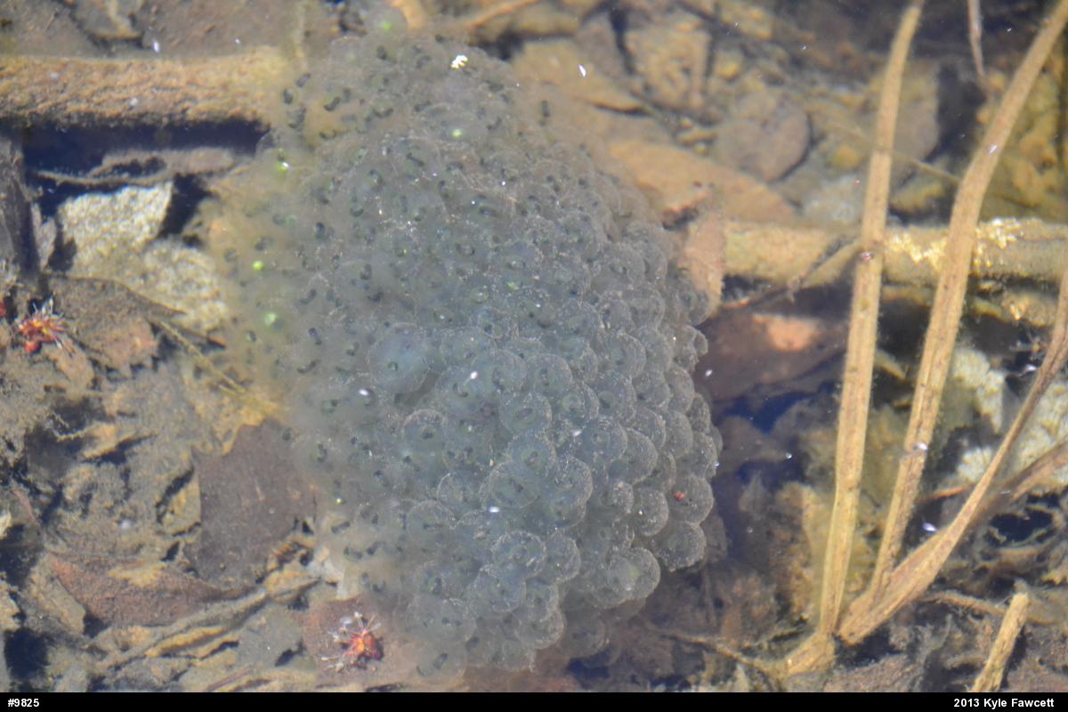 Wood Frog