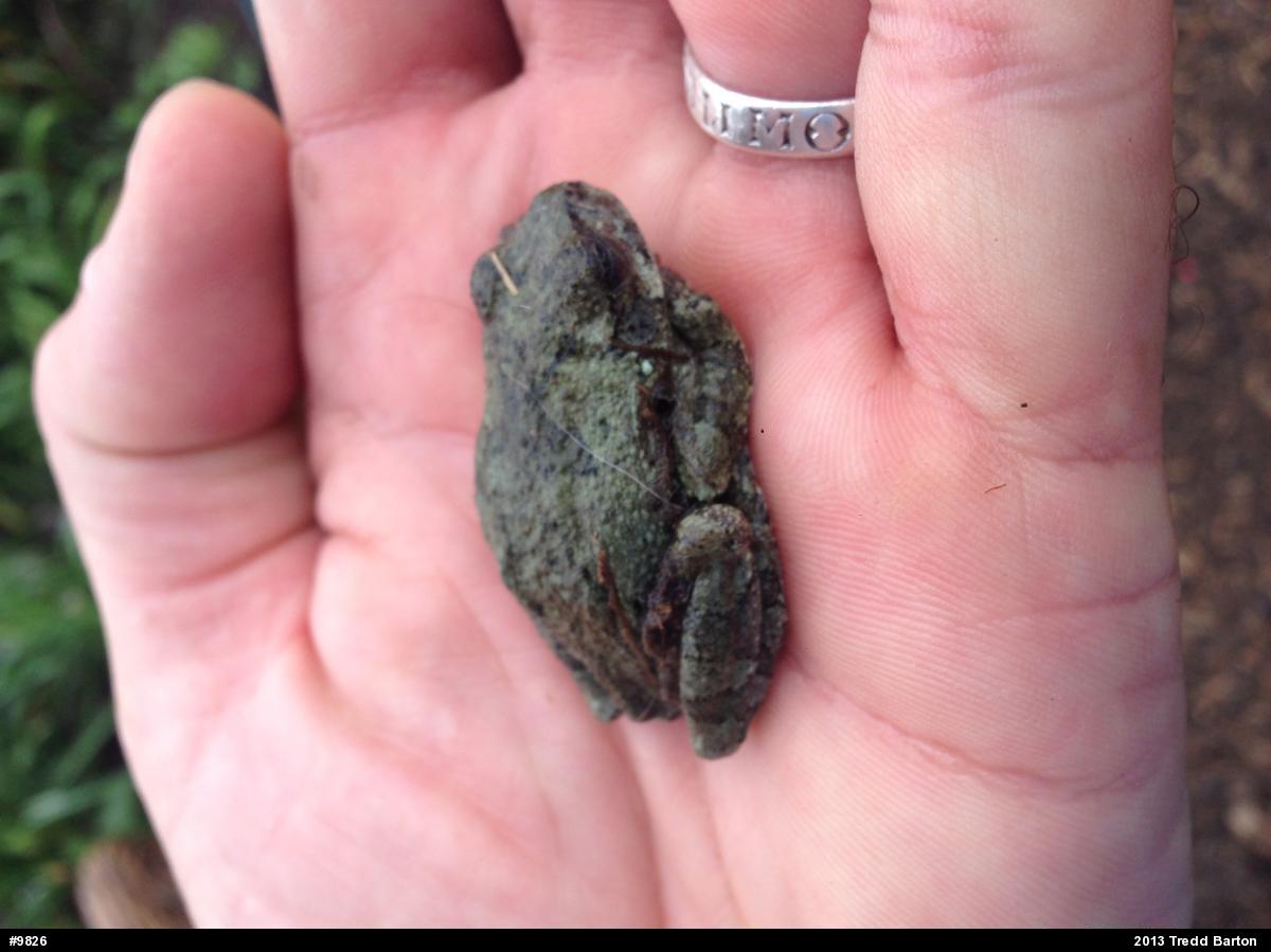 Unknown Gray Treefrog