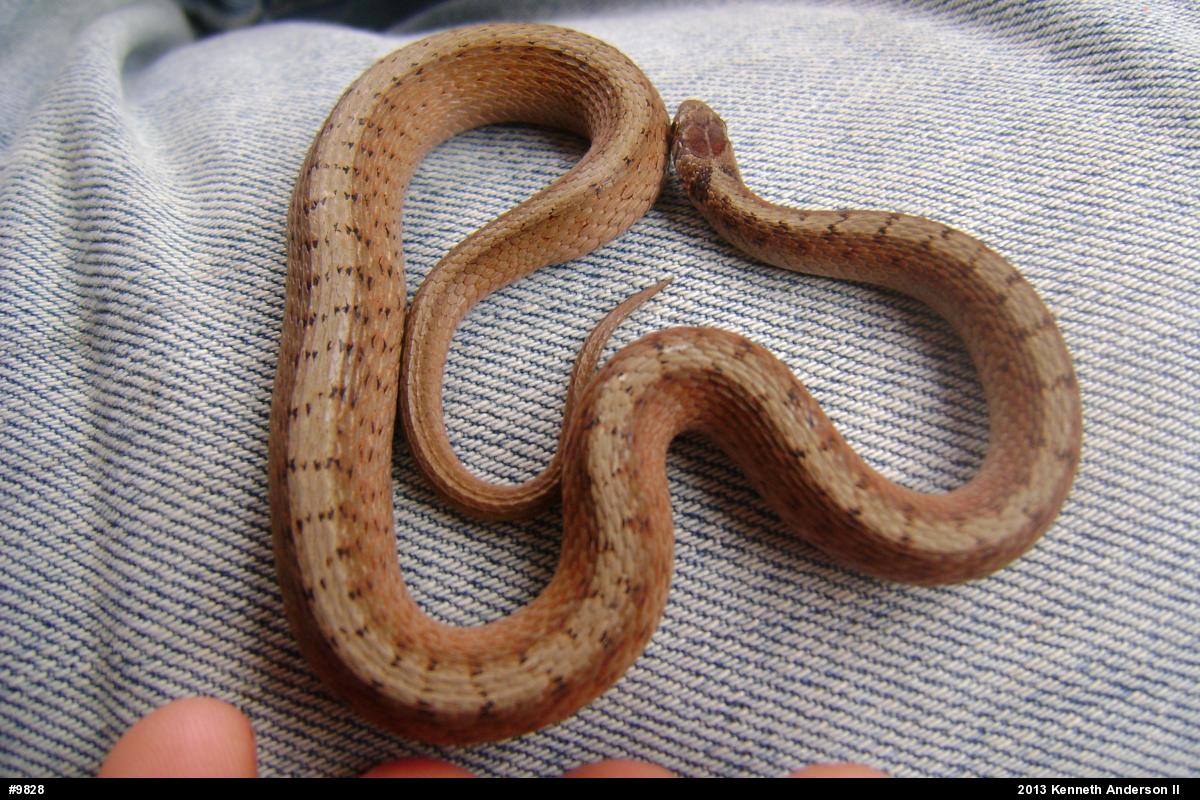 Dekay's Brownsnake