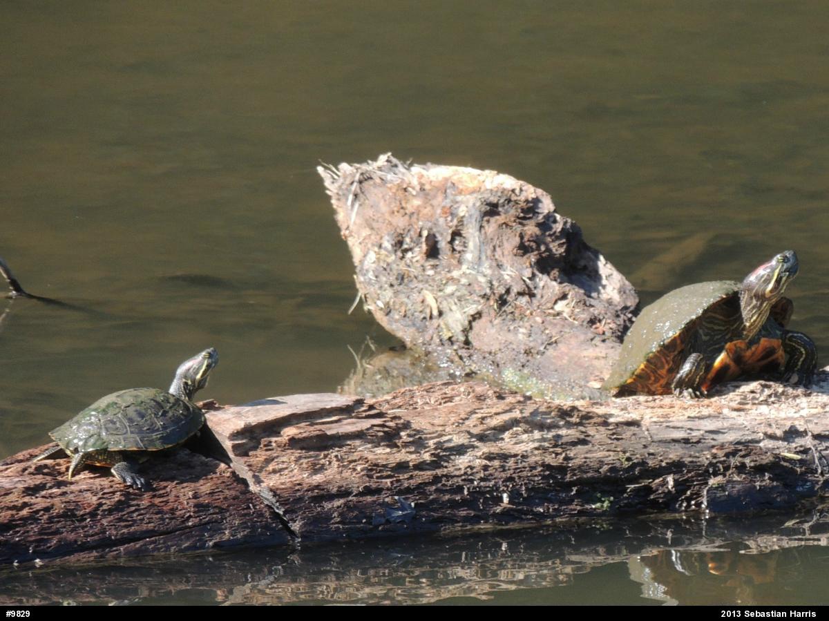Red-eared Slider