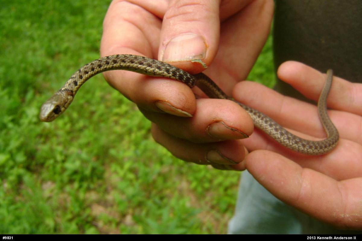 Eastern Gartersnake