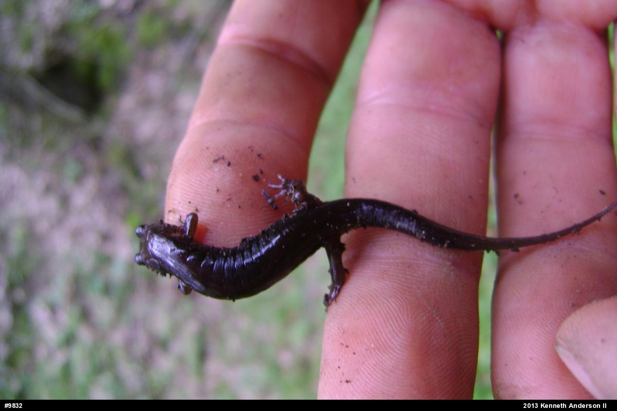 Allegheny Mountain Dusky Salamander