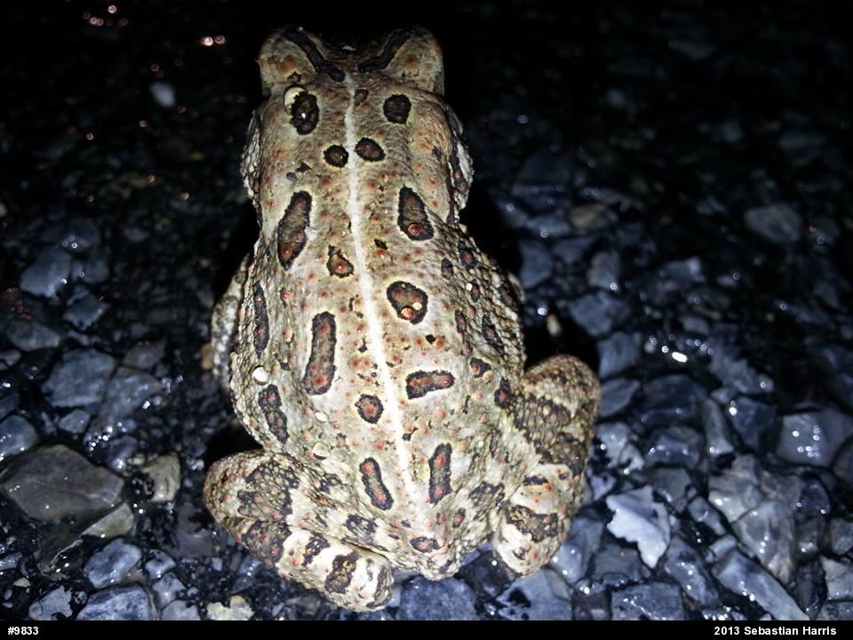 Fowler's Toad