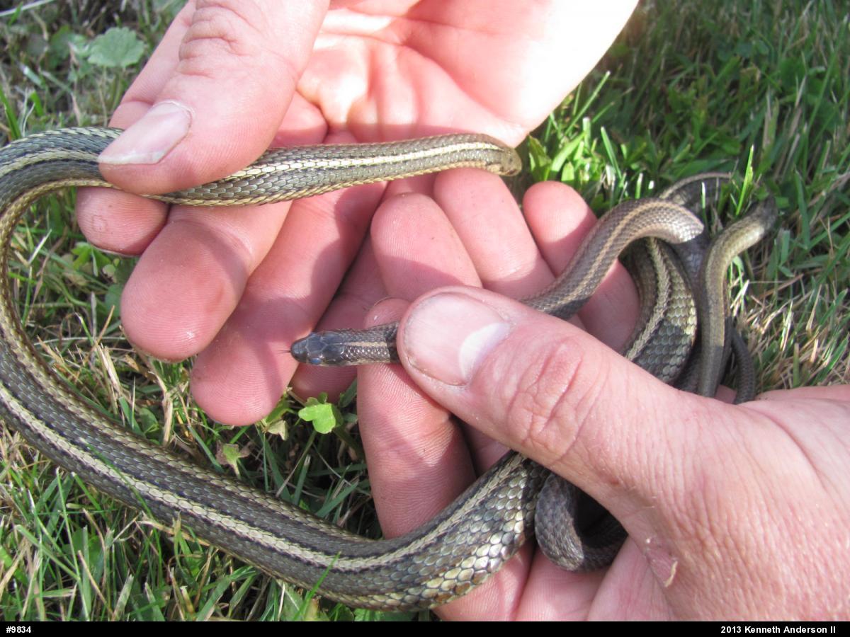 Shorthead Gartersnake