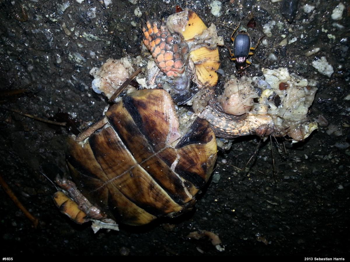 Eastern Box Turtle