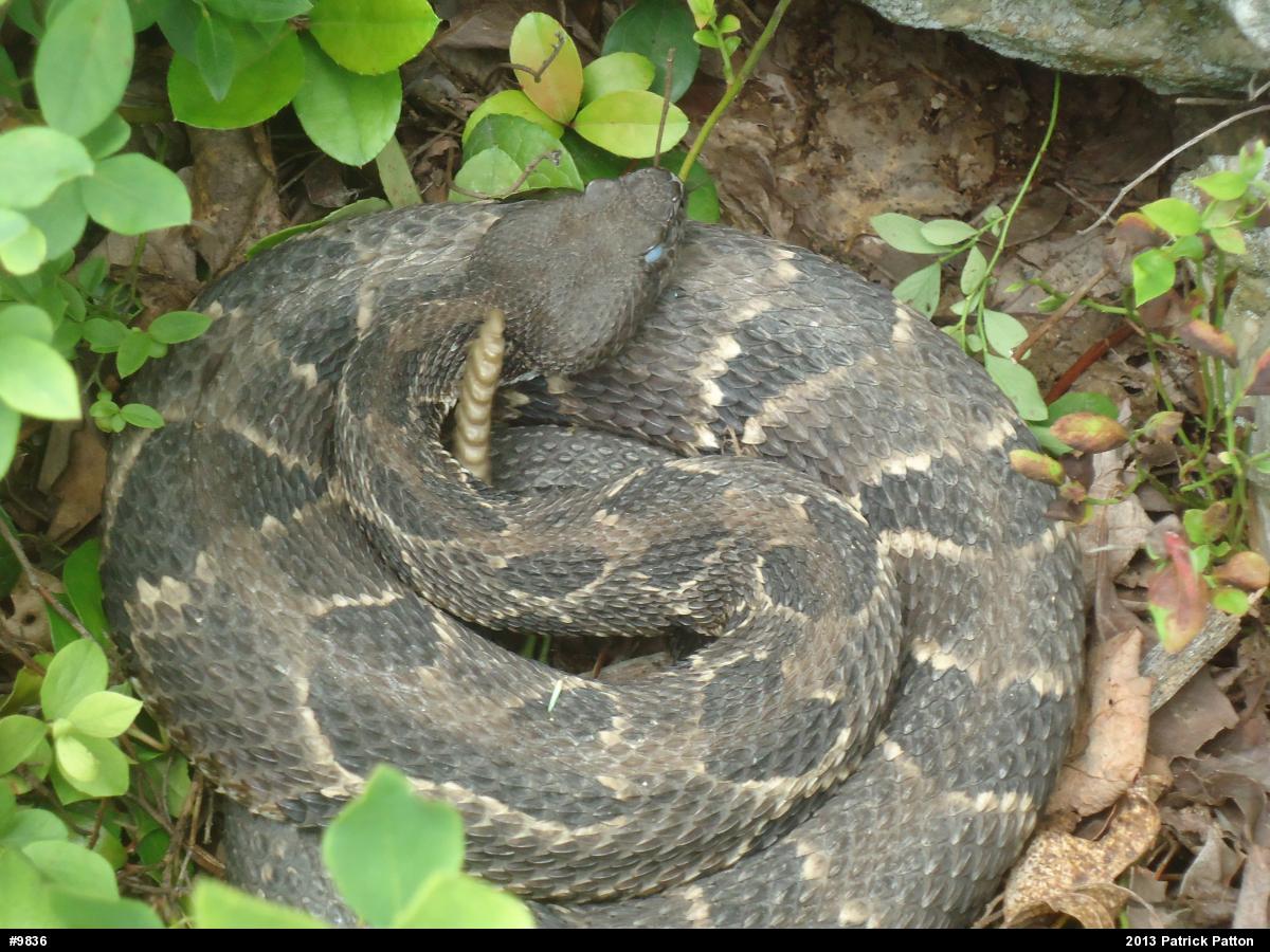Timber Rattlesnake