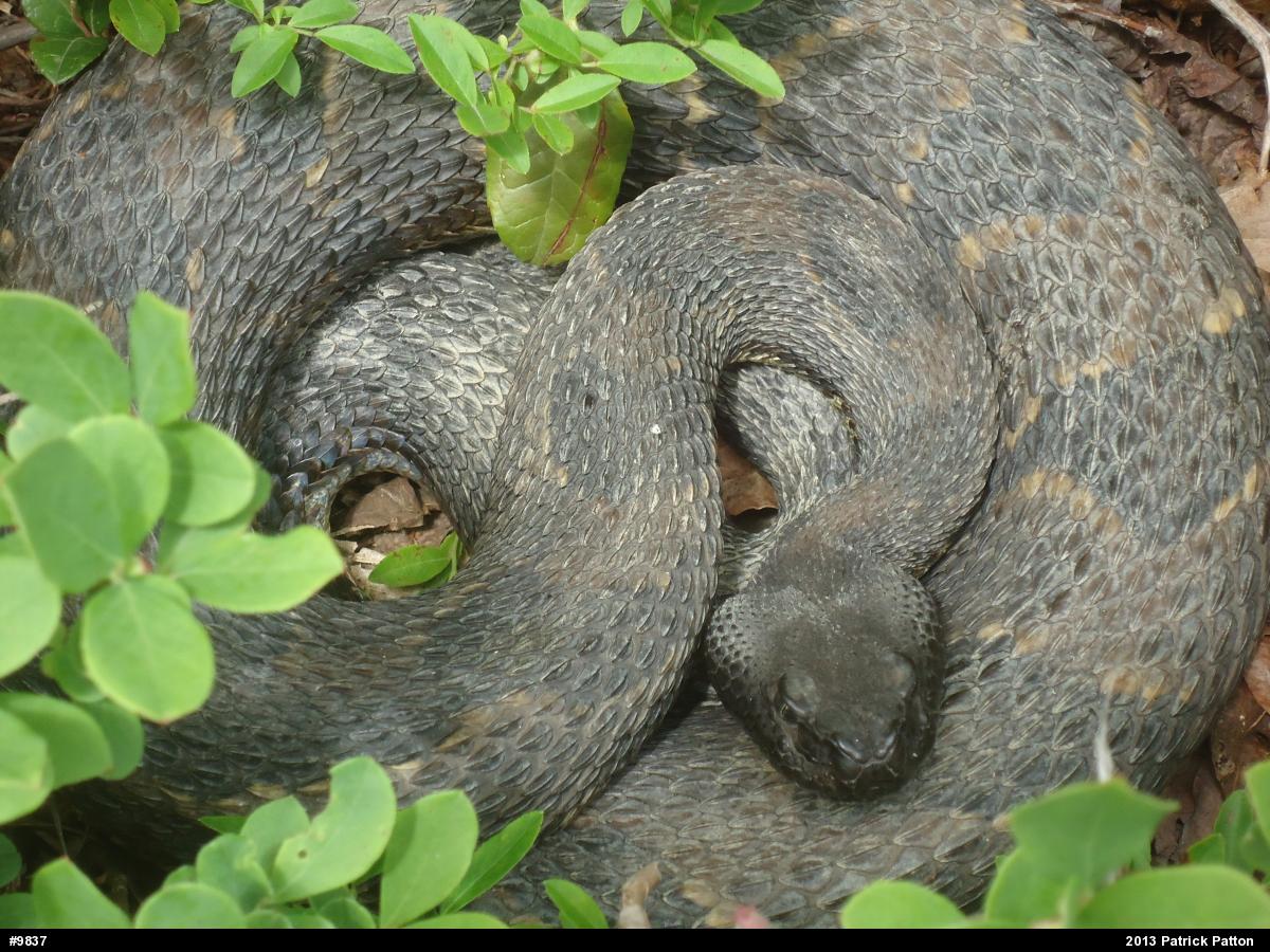 Timber Rattlesnake