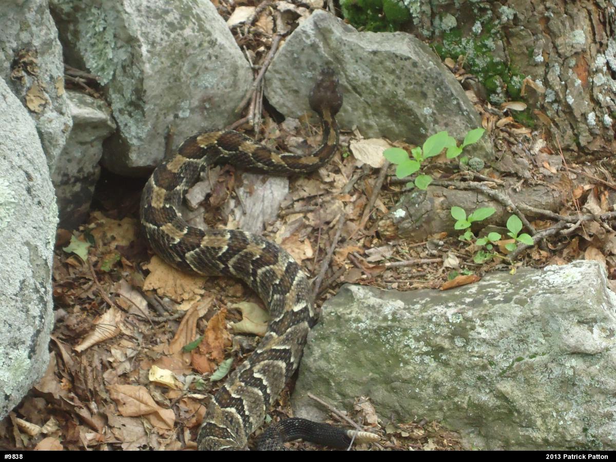 Timber Rattlesnake
