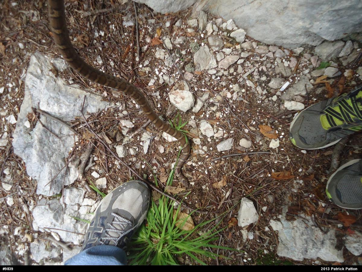 Eastern Milksnake