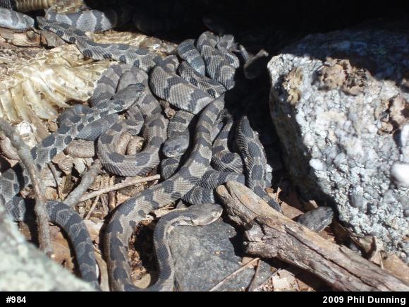 Timber Rattlesnake