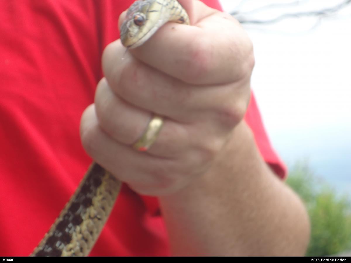 Eastern Gartersnake