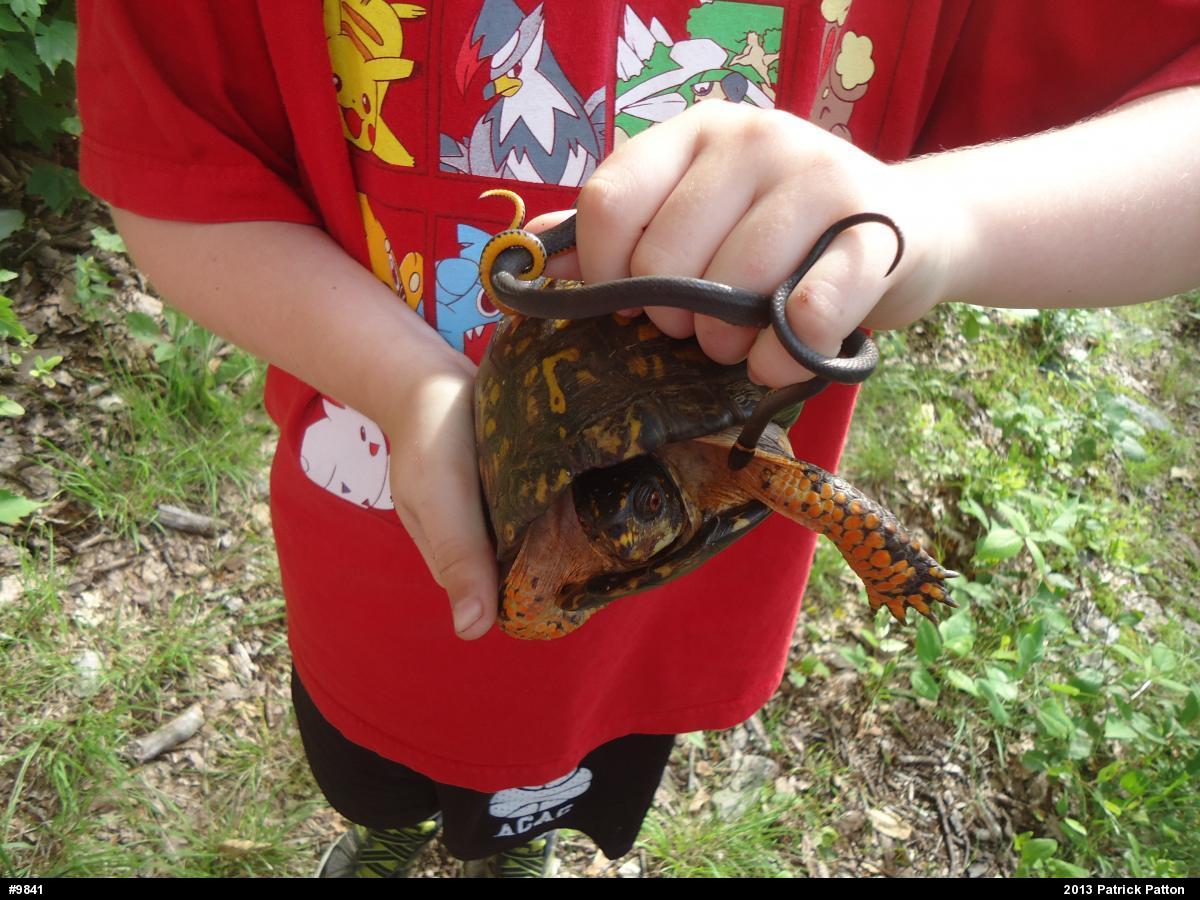 Eastern Box Turtle