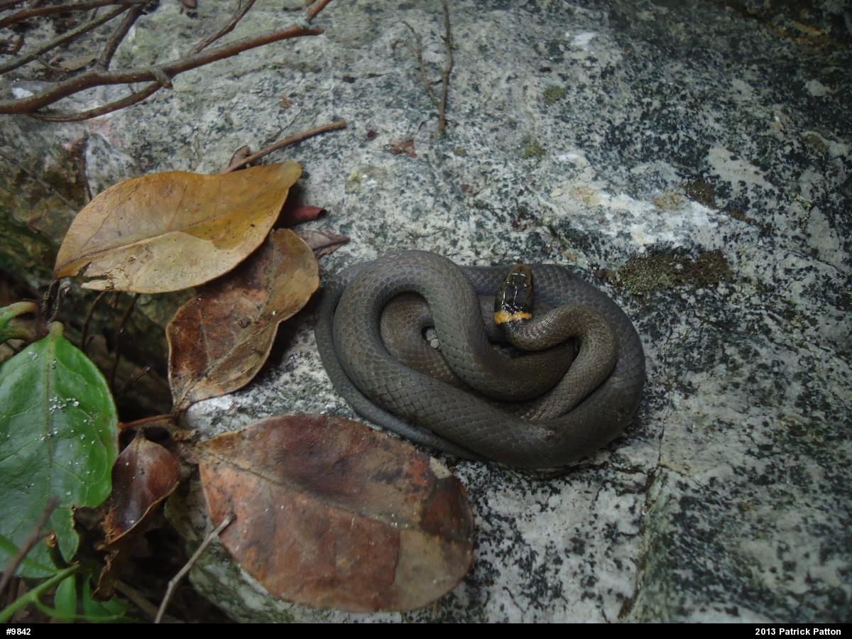 Northern Ring-necked Snake