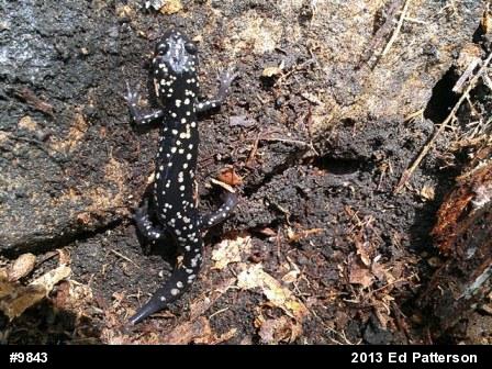 Northern Slimy Salamander