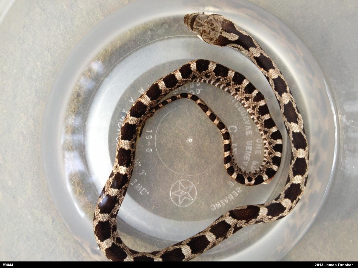 Eastern Ratsnake