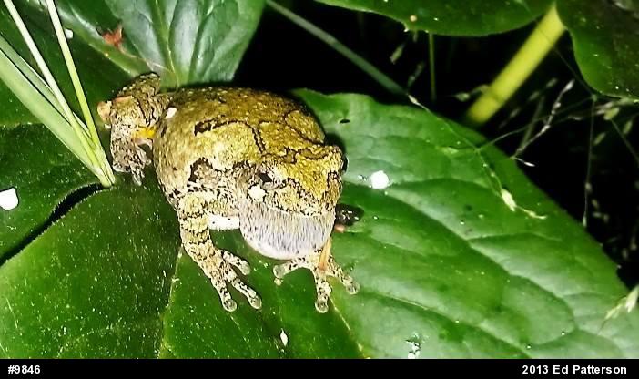 Gray Treefrog