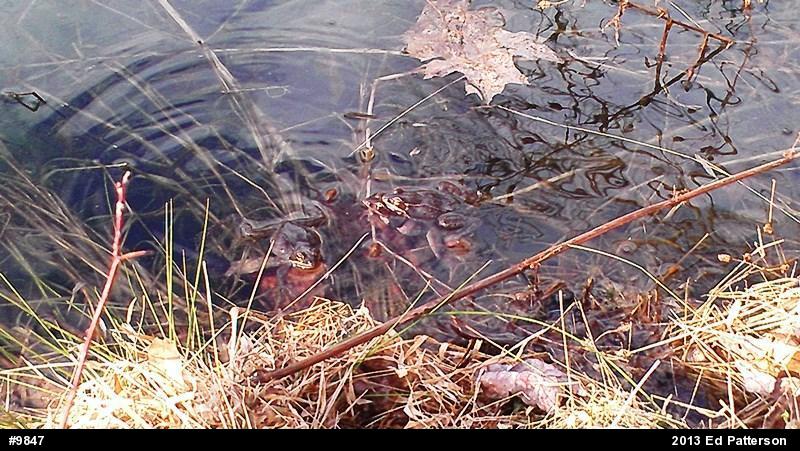 Wood Frog