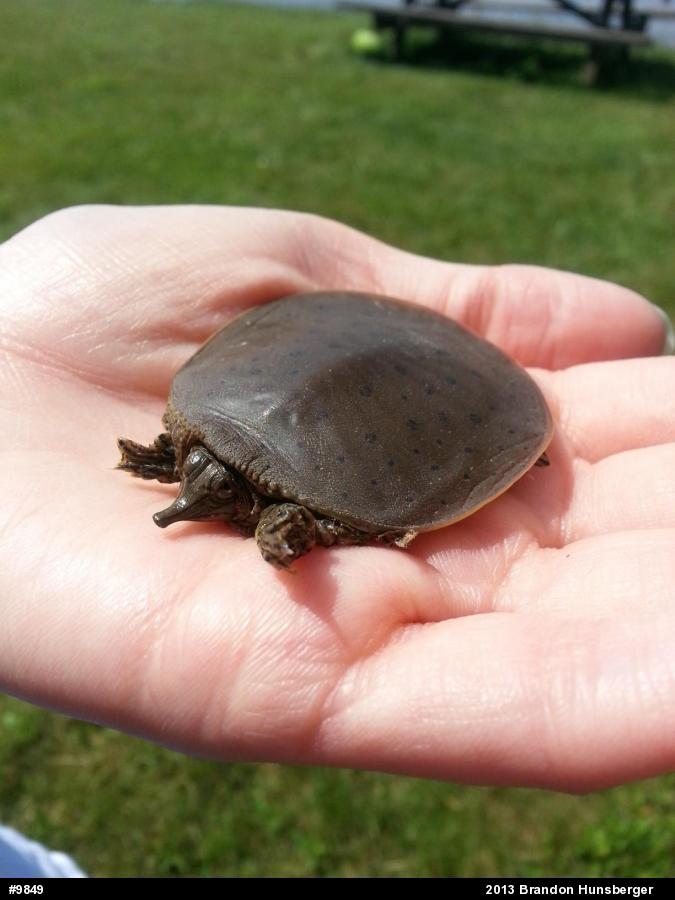 Eastern Spiny Softshell