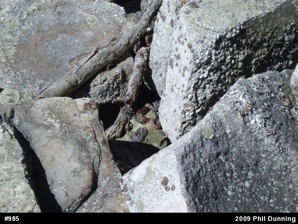 Northern Copperhead