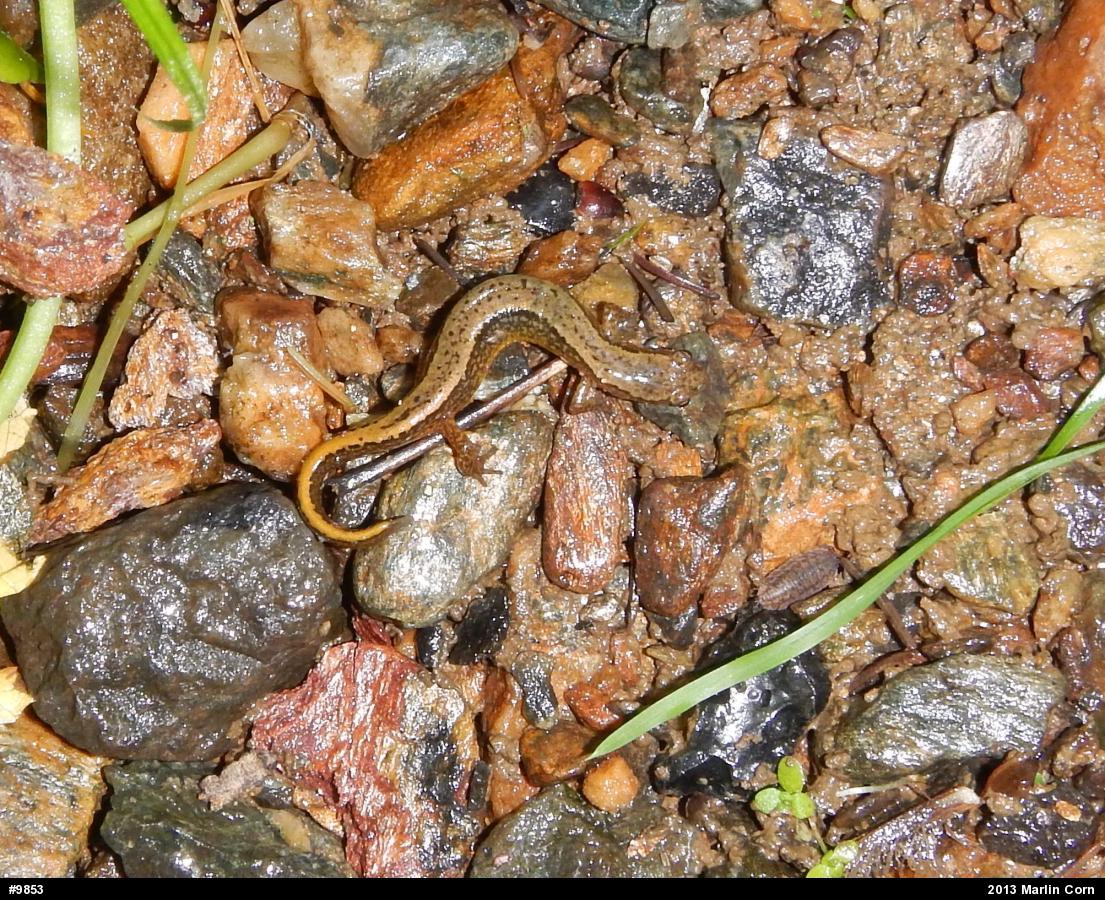 Northern Two-lined Salamander