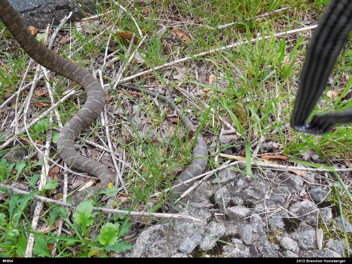 Northern Watersnake