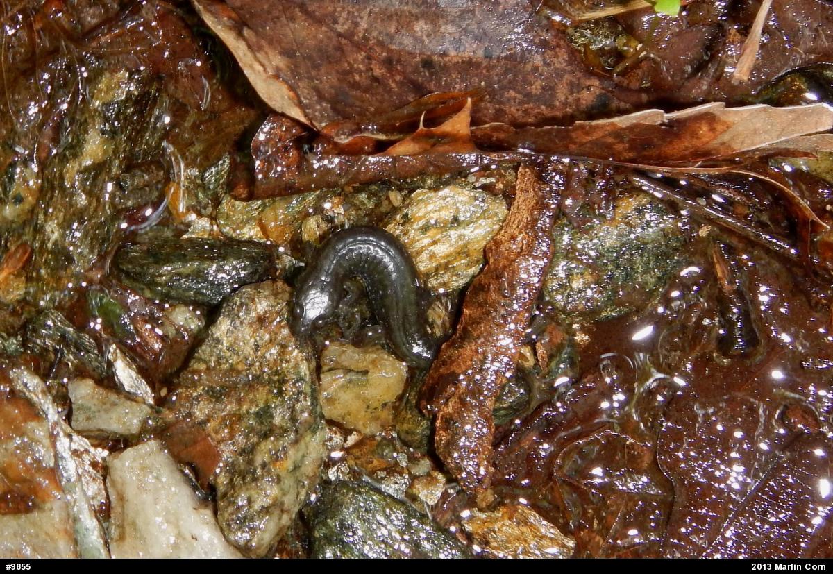 Northern Dusky Salamander