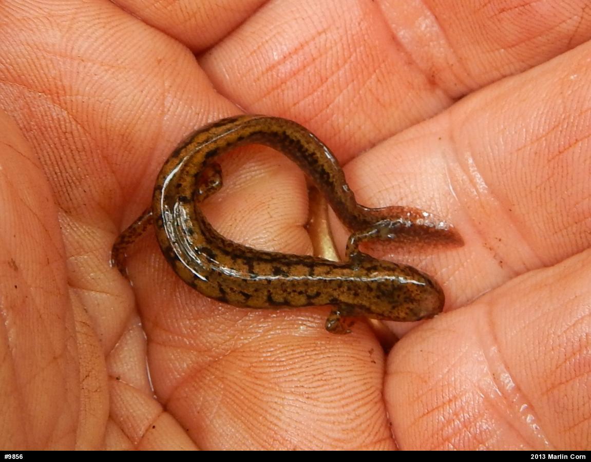 Northern Two-lined Salamander