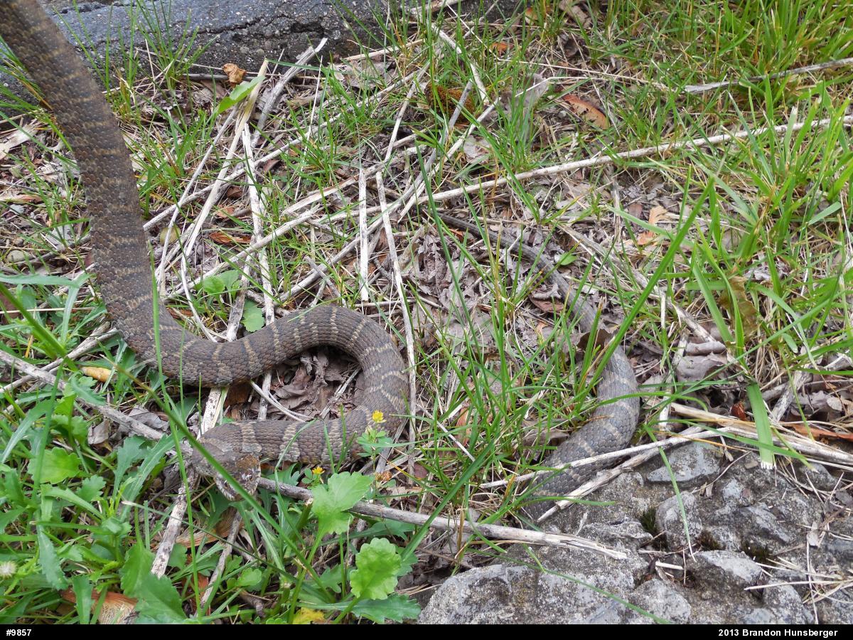 Northern Watersnake