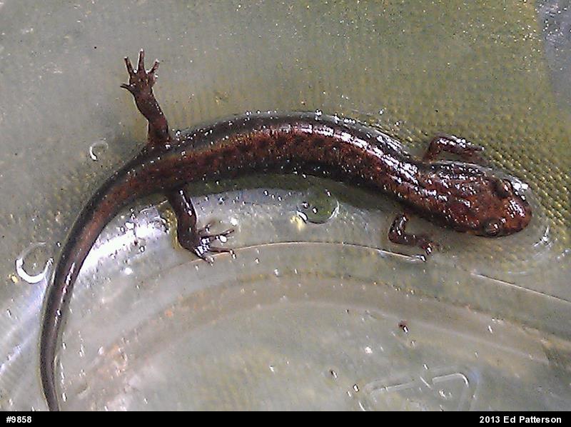 Allegheny Mountain Dusky Salamander