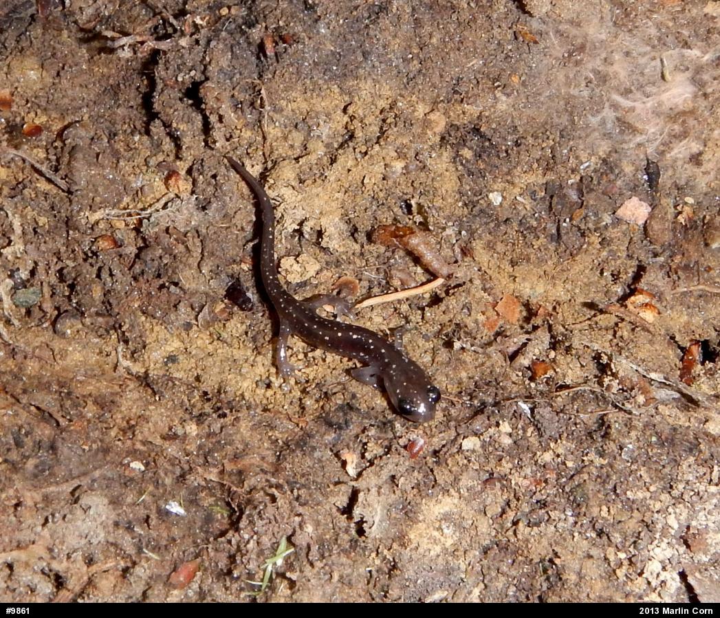 Northern Slimy Salamander